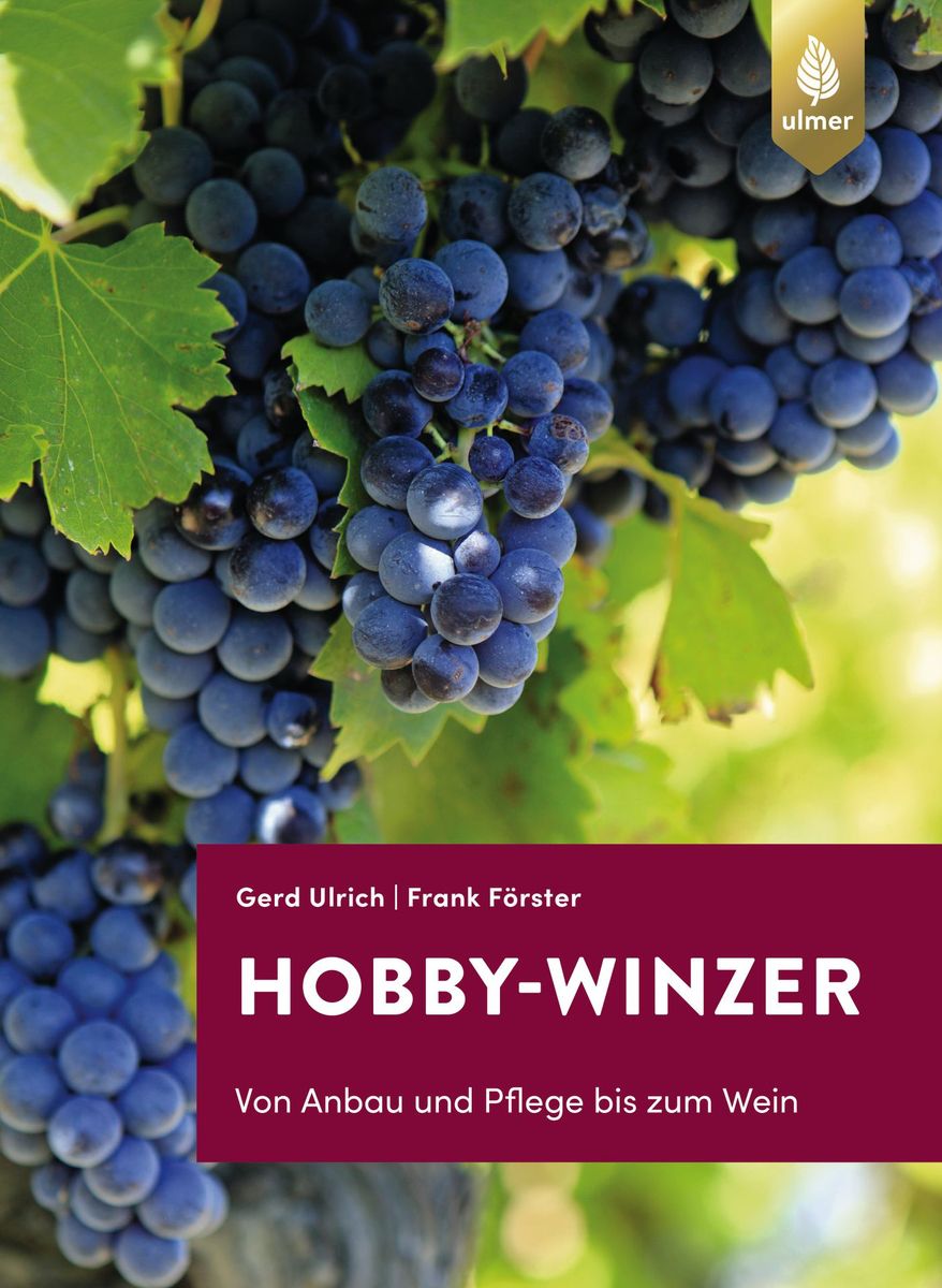 Vigneron amateur