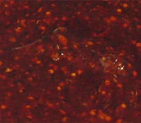 Marinade Barbecue American Bacon