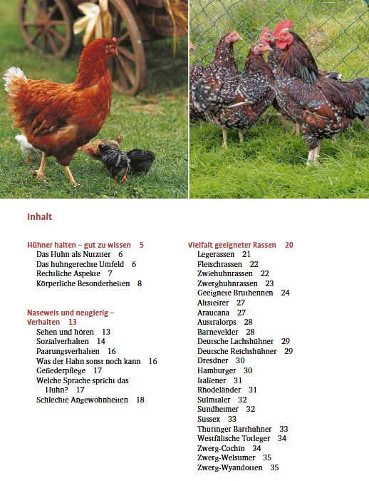 Des poules dans mon jardin