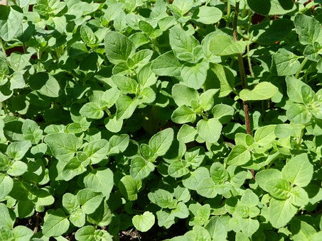 Oregano (Dost) 1kg