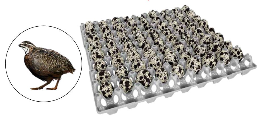 Egg holder for 72 quail eggs